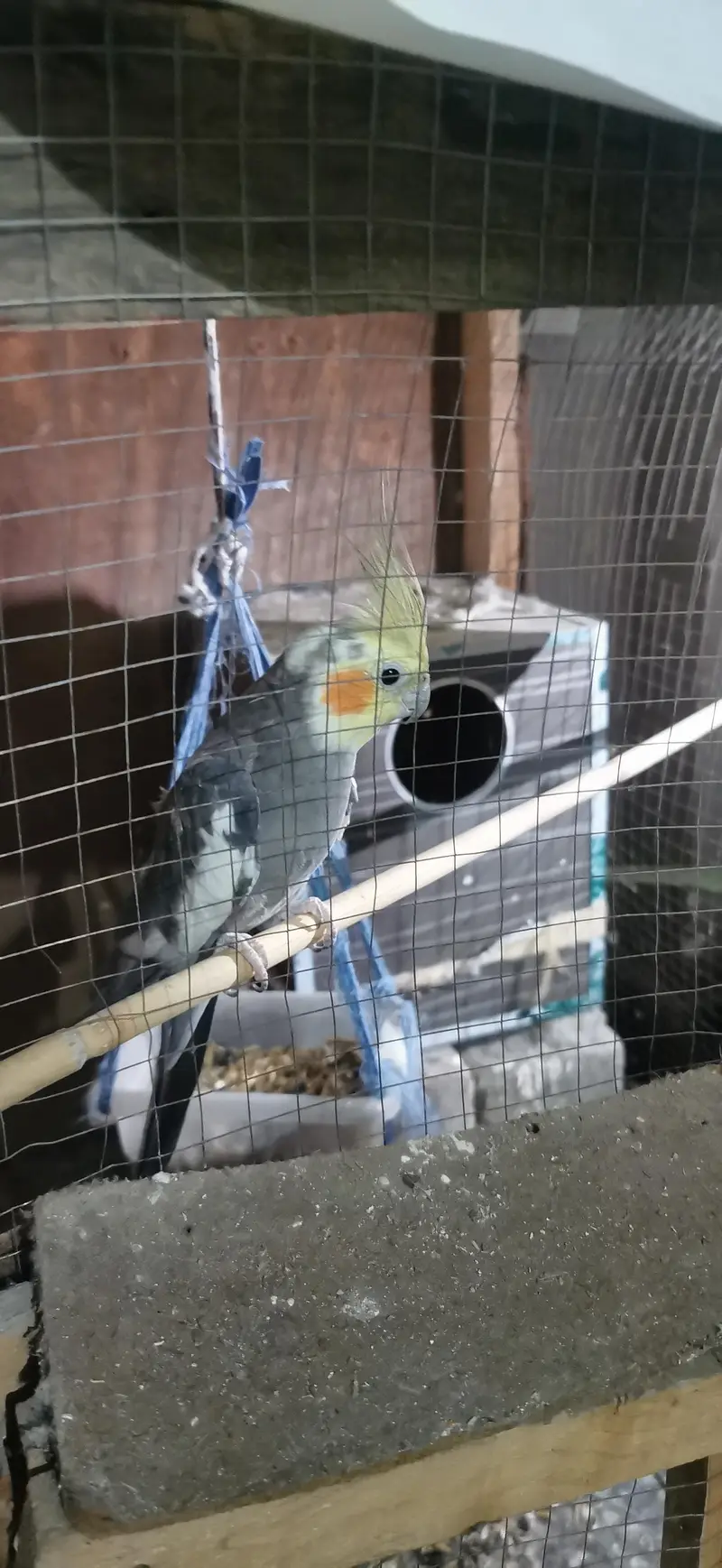Urgent sale with breeding box free — photo 6