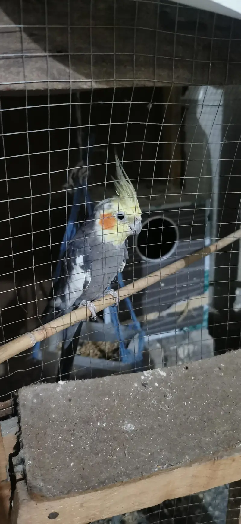 Urgent sale with breeding box free — photo 7