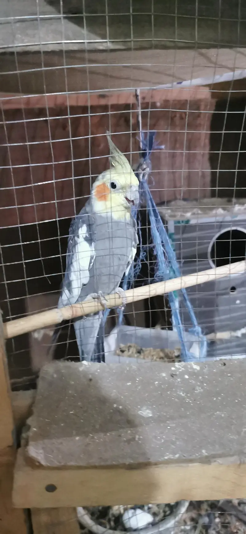 Urgent sale with breeding box free — photo 8