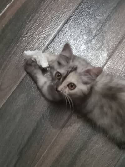 male kitten