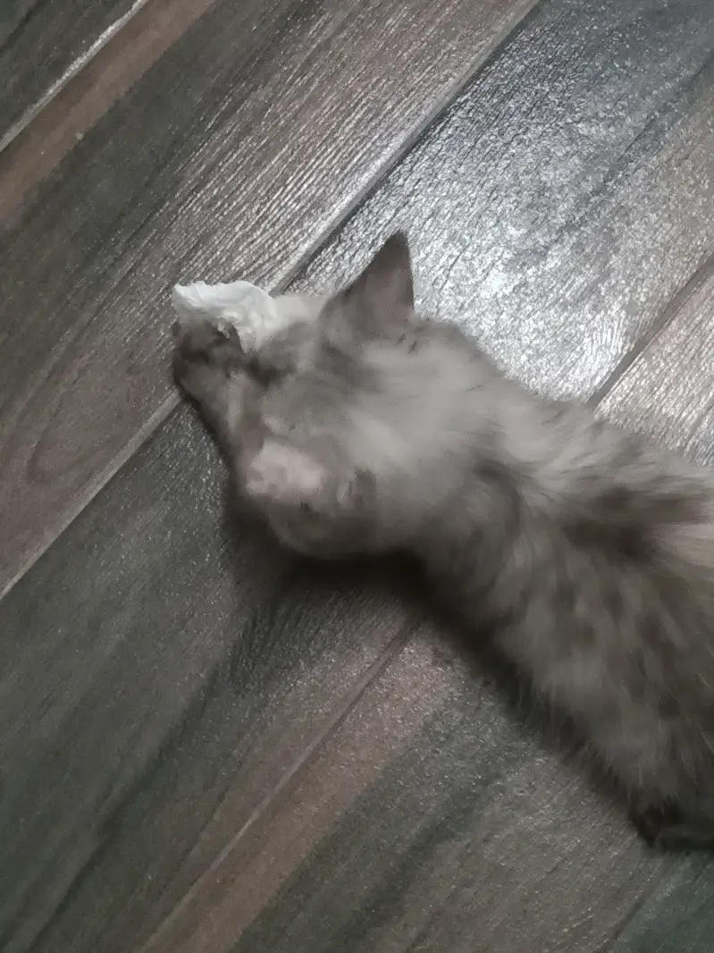 male kitten — photo 2