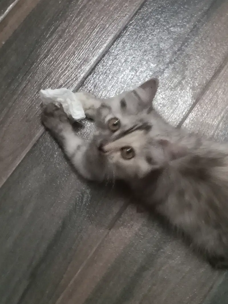 male kitten — photo 3