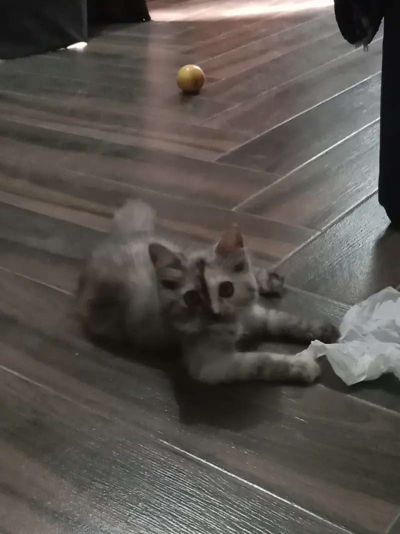 male kitten — photo 4