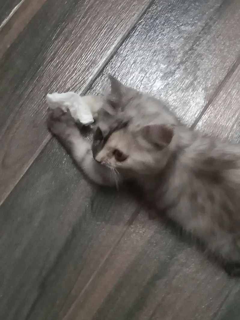 male kitten — photo 5