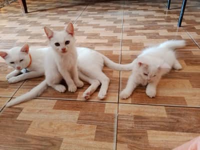 Persian cats with mother
