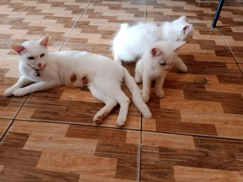 Persian cats with mother — photo 3