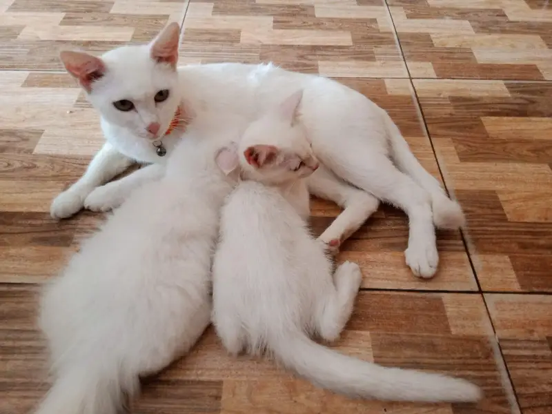 Persian cats with mother — photo 4