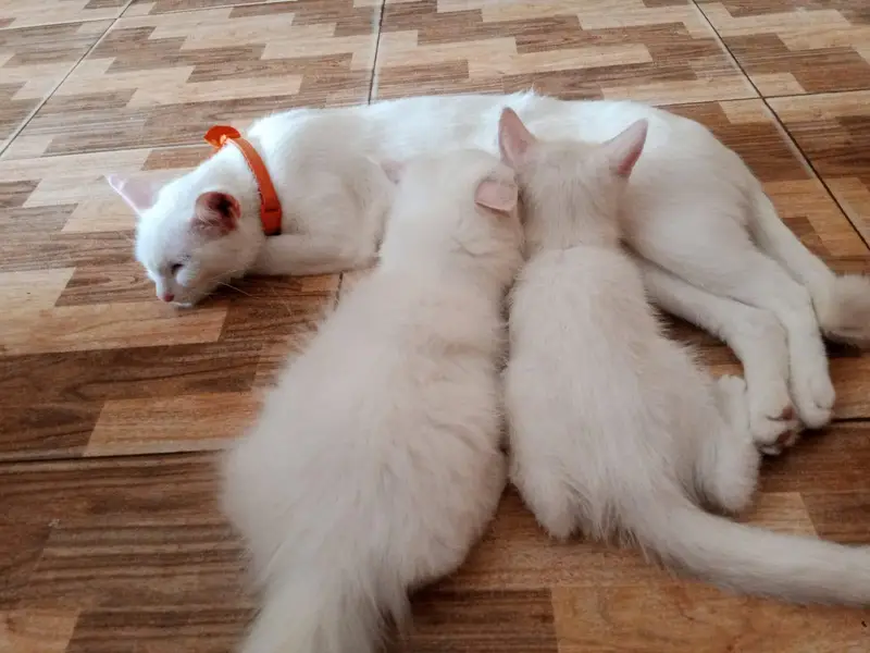 Persian cats with mother — photo 5