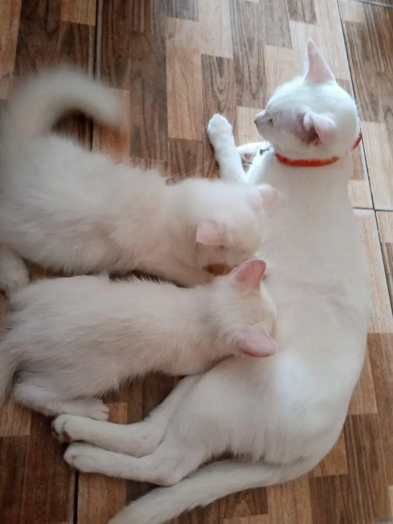 Persian cats with mother — photo 6