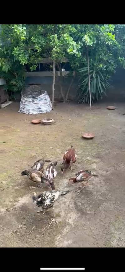 Aseel Hen with 4 Chicks