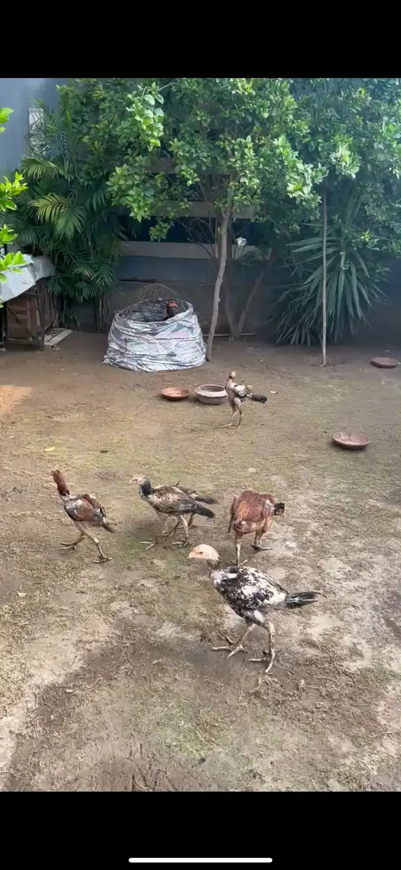 Aseel Hen with 4 Chicks — photo 2