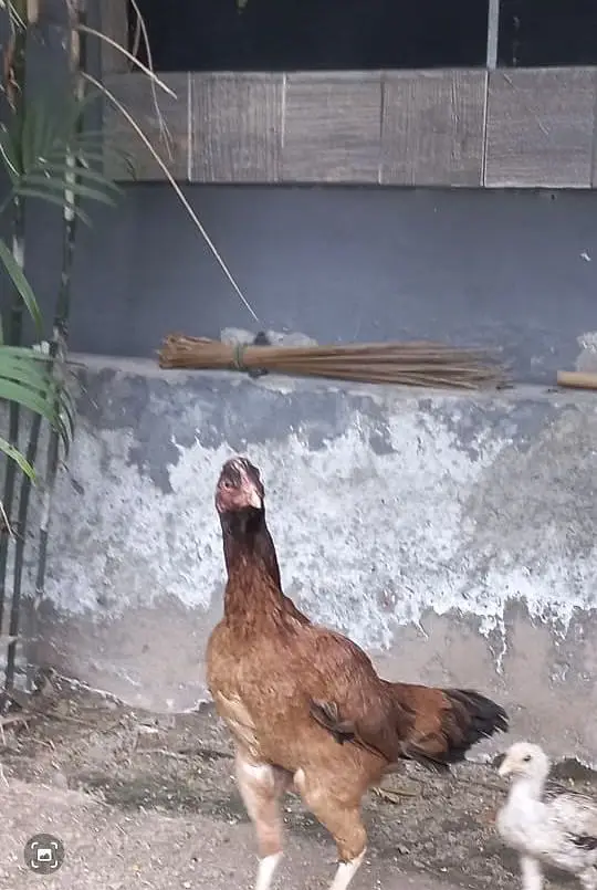 Aseel Hen with 4 Chicks — photo 3