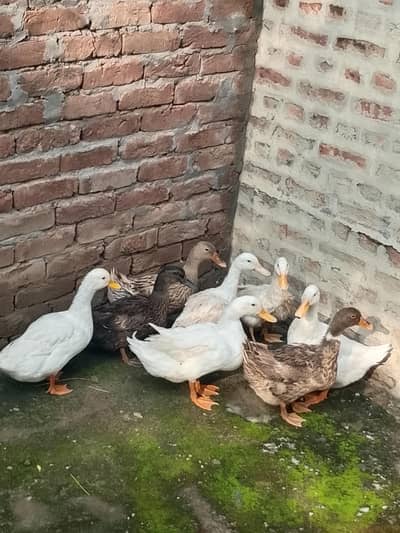 Ducks setup for sale