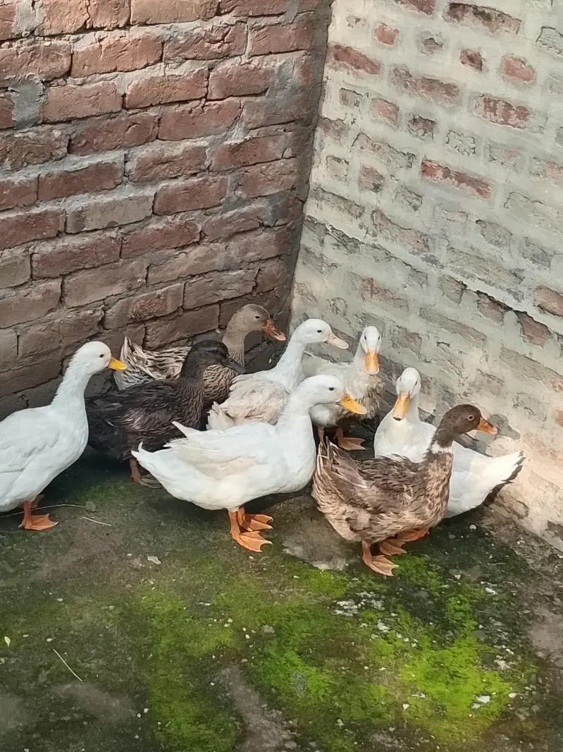 Ducks setup for sale — photo 2