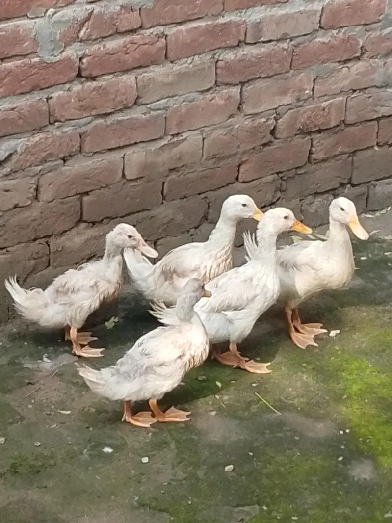 Ducks setup for sale — photo 3