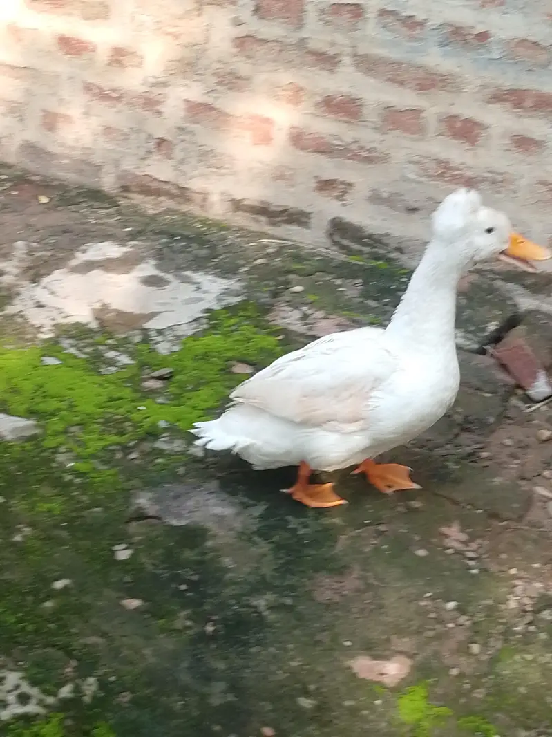 Ducks setup for sale — photo 4
