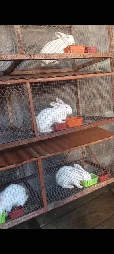 new Zealand white rabbits. . breeders . . 35000 pr trio pair