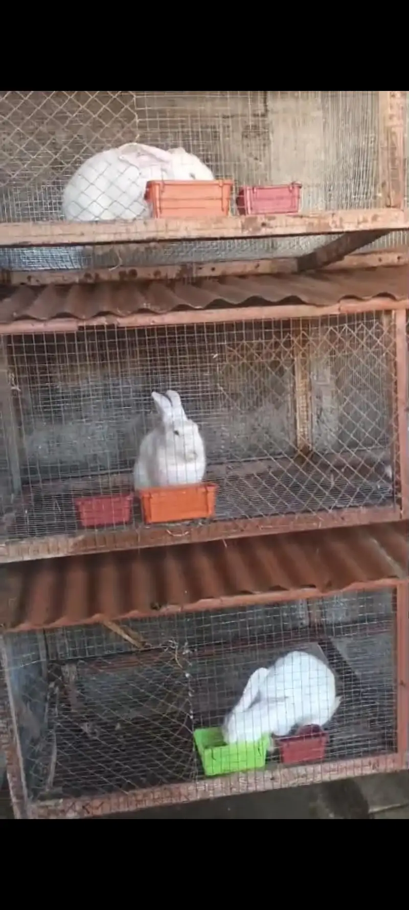 new Zealand white rabbits. . breeders . . 35000 pr trio pair — photo 2