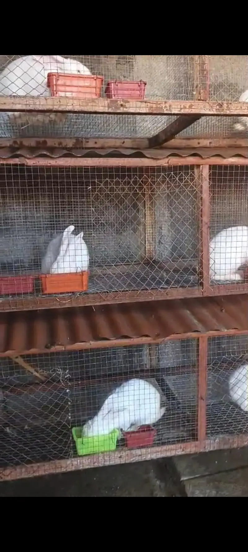 new Zealand white rabbits. . breeders . . 35000 pr trio pair — photo 3