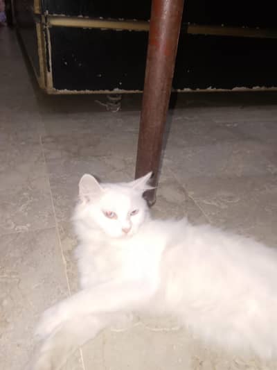 Persian cat  beautiful cat