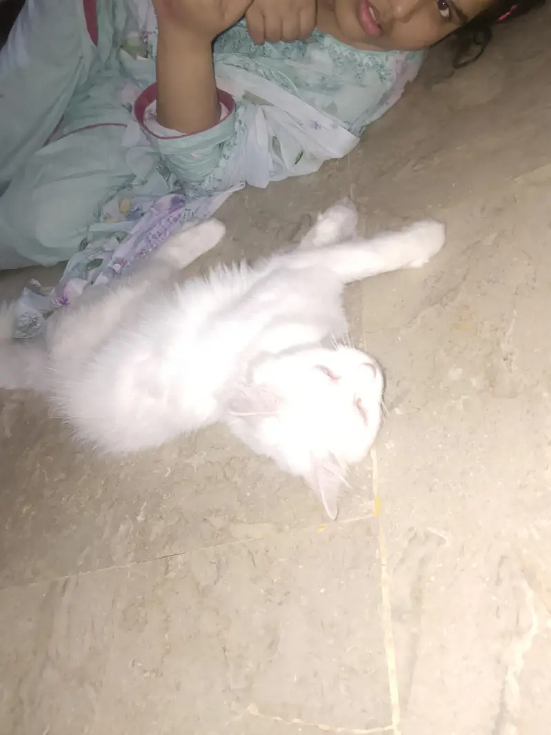 Persian cat  beautiful cat — photo 2