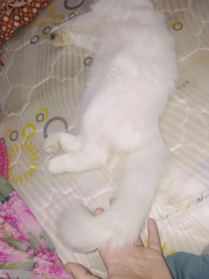 Persian cat  beautiful cat — photo 3