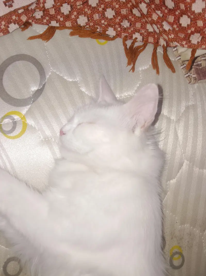 Persian cat  beautiful cat — photo 5