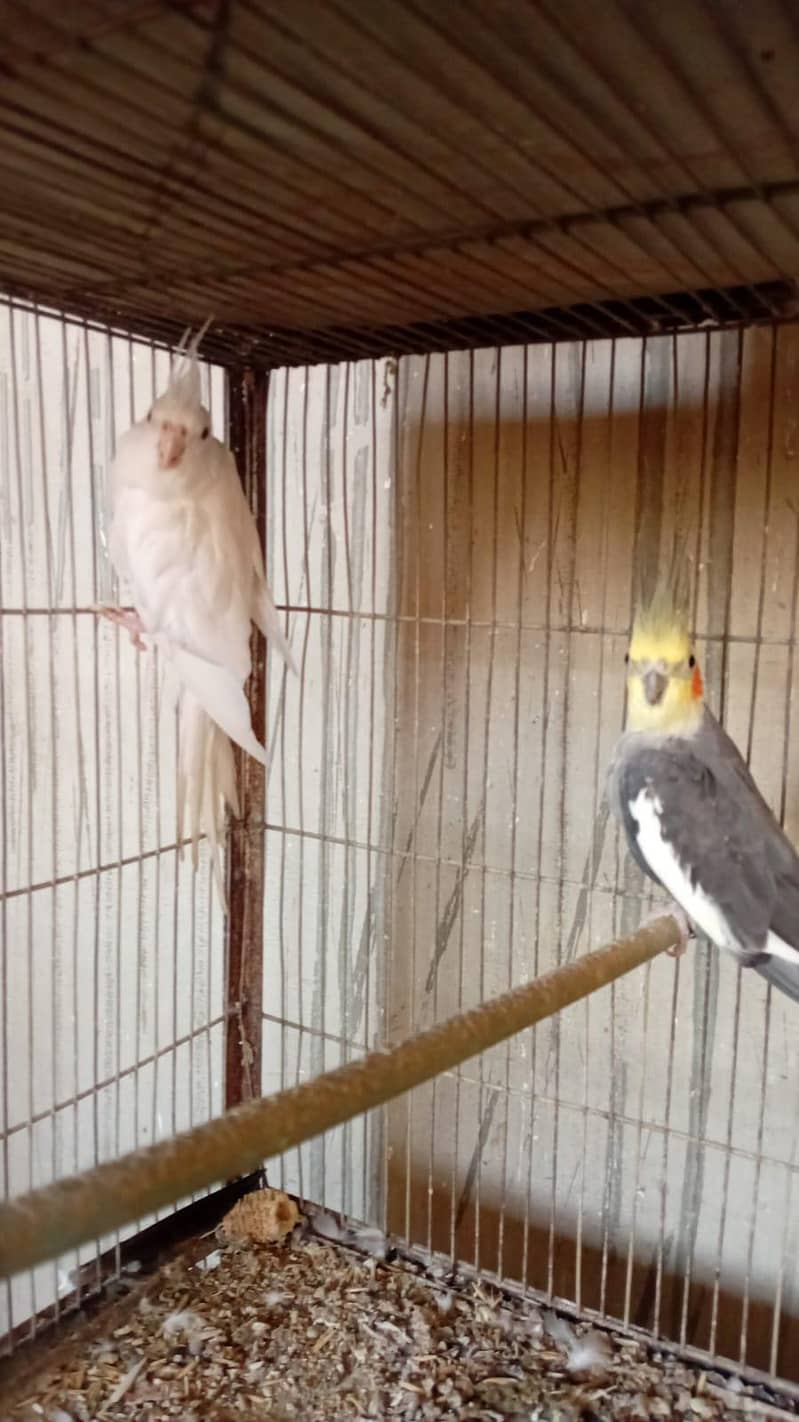 Cocktail pair 0