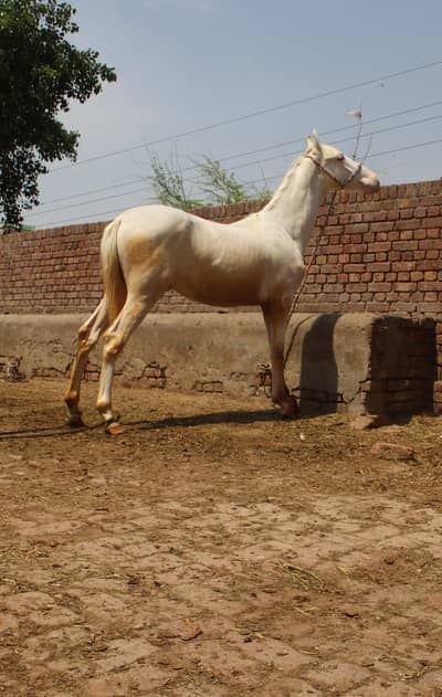 chand Nukra vachara for Sale