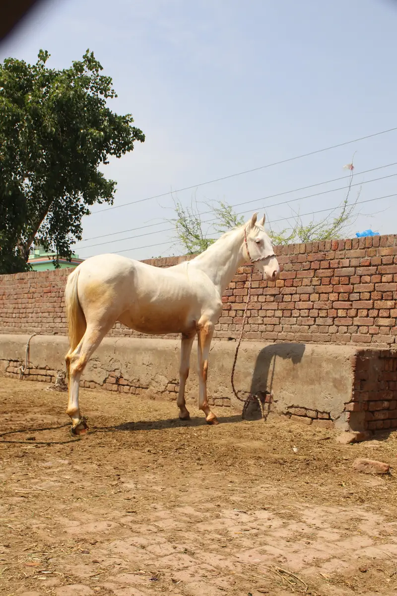 chand Nukra vachara for Sale — photo 2