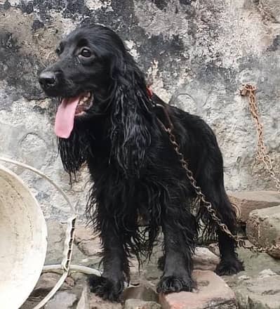cocker spaniel pair