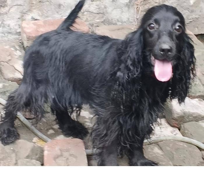 cocker spaniel pair 2