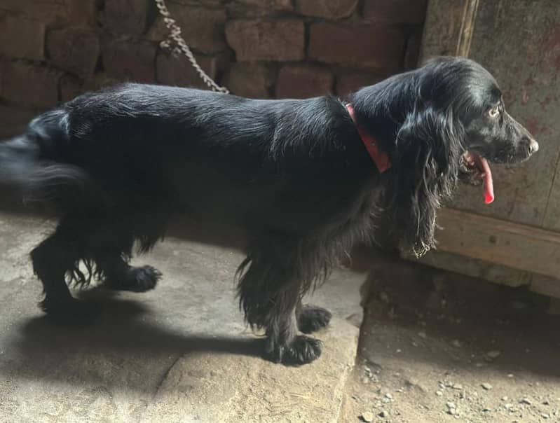 cocker spaniel pair 4