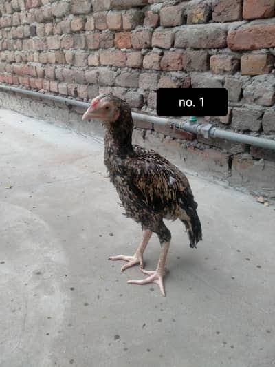 Aseel pathiyan for sale