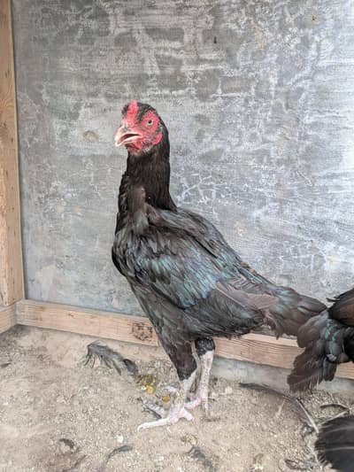 aseel female hens