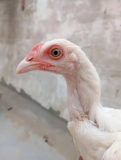 Mashallah Heera Aseel Chicks For Sell Contact on WhatsApp:03462637307