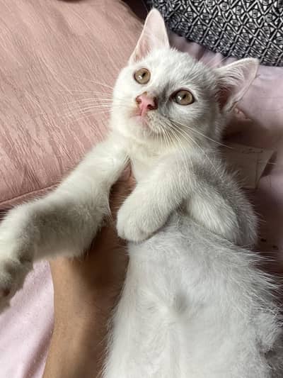 persian kitten