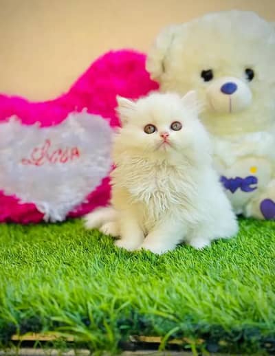 Persian Female kitten for sale 03703660//434