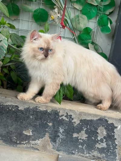 hemaliyan triple coated cat