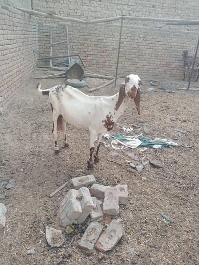 2 bakriya 1 bakra