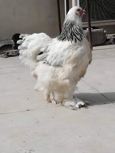 WHite Heavy Brahma