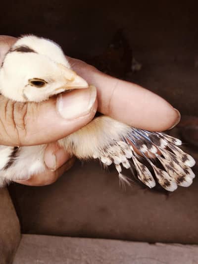 aseel chicks
