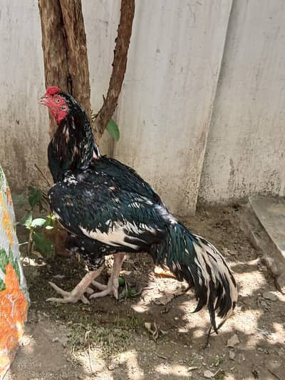 Aseel lasani cheena murga high quality read add exchange possible.