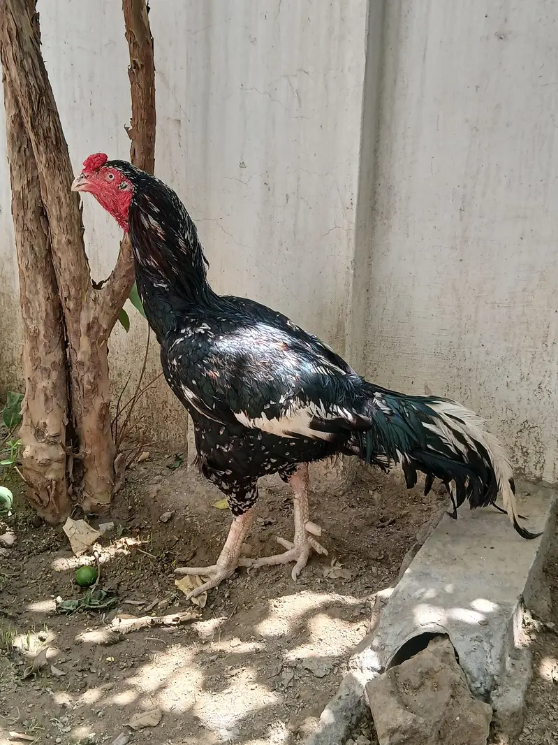Aseel lasani cheena murga high quality read add exchange possible. — photo 7