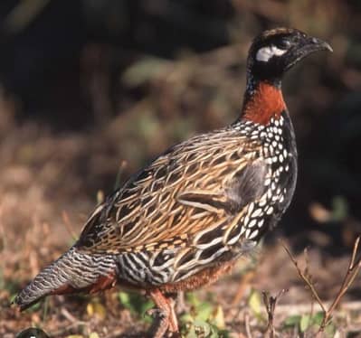 Teeter male