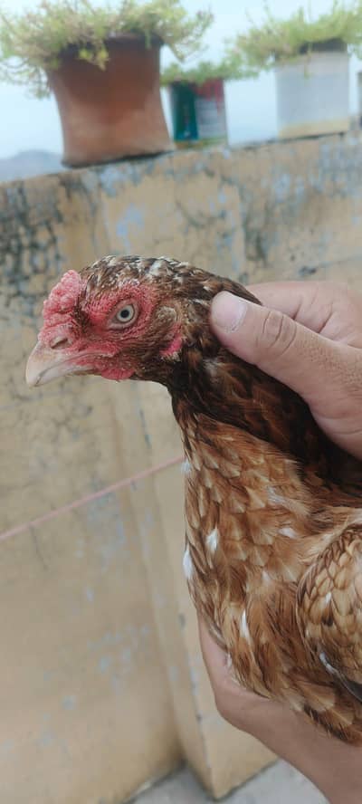 Aseel Murgi 3