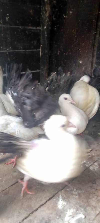 Black tail pairs funtail good looking 4500 par pair