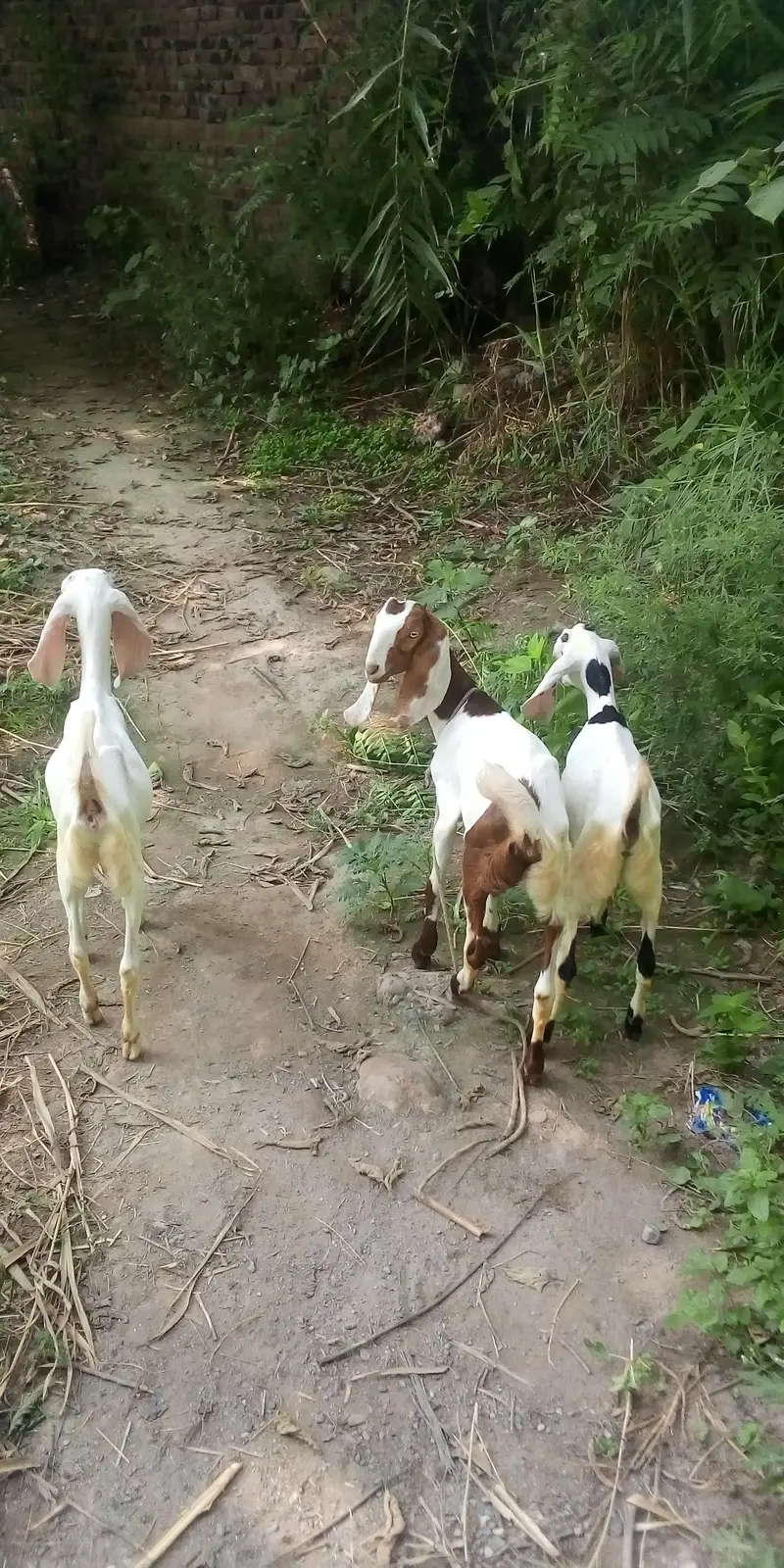 damani hinki