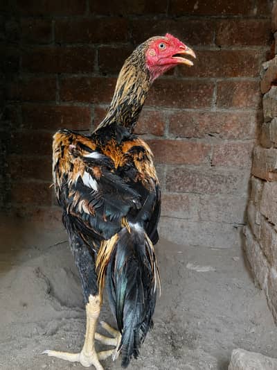 5.5 Months old | Trio For Sale