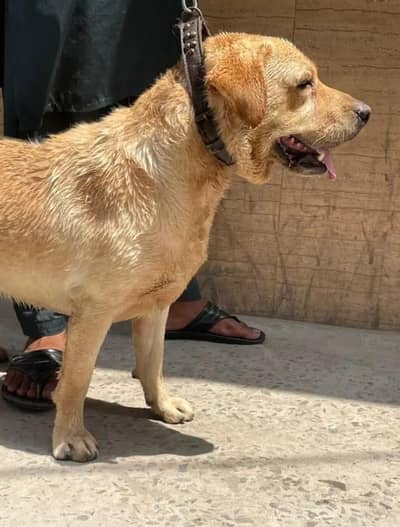 labra hamaray pet store par new aya hay. very well behave